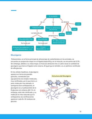 Glucógeno
Polisacáridos, es la forma principal de almacenaje de carbohidratos en los animales, se
encuentra en proporción mayor en el hígado (hasta 6%) y en el músculo, se encuentra del 2-3% .
Sin embargo, debido a su masa mayor, el músculo almacena tres a cuatro veces la cantidad de
glucógeno que tiene el hígado como reserva. Al igual que el almidón, es un polímero ramificado
de alfa-glucosa.
En las células hepáticas, el glucógeno
aparece en forma de grandes
gránulos, constituidos por
agrupaciones de simples moléculas,
muy ramificadas, por lo que tiene un
peso molecular muy elevado. A
semejanza de la amilopectina, el
glucógeno es un polisacárido de la
D-glucosa con enlaces alfa 1-4, sin
embargo, está más ramificado, y su
molécula es más reducida que la
amilopectina; las ramificaciones
aparecen cada 8 a 12 residuos de
glucosa.
13
 