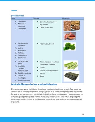 polisacáridos
Tipos Fuentes Alimentos
● Digeribles
1. Almidón y
dextrinas
2. Glucógeno
● Cereales, tubérculos y
legumbres
● Carne y pescado
● Parcialmente
digeribles
1. Inulina
2. Manosano
3. Rafinosa
4. Galactósido
5. Estaquiosa
● Frijoles, col, brócoli
● No digeribles
(fibra)
1. Insoluble:
celulosa
hemicelulosa
2. Soluble: pectinas
● Gomas y
mucílagos
● Sustancias agar
● Tallos, hojas de vegetales,
cubierta de cereales
● Frutos
● Granos y secreciones de
plantas
● Algas
Metabolismo de los carbohidratos
El organismo convierte los hidratos de carbono en glucosa (un tipo de azúcar). Este azúcar es
utilizado por el cuerpo para producir energía, ya que es el combustible principal del organismo.
Parte de la glucosa que no es asimilada (extra) se transforma en glucógeno y es almacenado en
el hígado (glucógeno hepático) y en los músculos para ser usados en el futuro. El glucógeno
almacenado puede convertirse en glucosa de forma rápida para satisfacer las necesidades del
organismo.
16
 