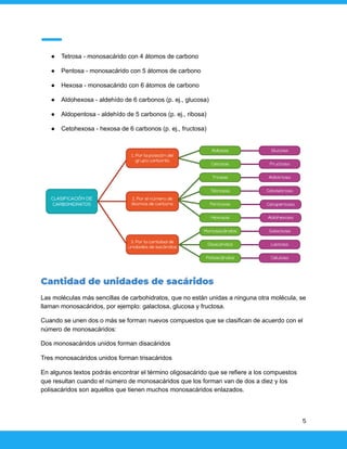 ● Tetrosa - monosacárido con 4 átomos de carbono
● Pentosa - monosacárido con 5 átomos de carbono
● Hexosa - monosacárido con 6 átomos de carbono
● Aldohexosa - aldehído de 6 carbonos (p. ej., glucosa)
● Aldopentosa - aldehído de 5 carbonos (p. ej., ribosa)
● Cetohexosa - hexosa de 6 carbonos (p. ej., fructosa)
Cantidad de unidades de sacáridos
Las moléculas más sencillas de carbohidratos, que no están unidas a ninguna otra molécula, se
llaman monosacáridos, por ejemplo: galactosa, glucosa y fructosa.
Cuando se unen dos o más se forman nuevos compuestos que se clasifican de acuerdo con el
número de monosacáridos:
Dos monosacáridos unidos forman disacáridos
Tres monosacáridos unidos forman trisacáridos
En algunos textos podrás encontrar el término oligosacárido que se refiere a los compuestos
que resultan cuando el número de monosacáridos que los forman van de dos a diez y los
polisacáridos son aquellos que tienen muchos monosacáridos enlazados.
5
 