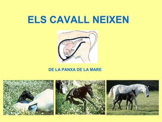 ELS CAVALL NEIXEN
DE LA PANXA DE LA MARE
 