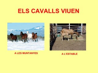 ELS CAVALLS VIUEN
A LES MUNTANYES A L’ESTABLE
 