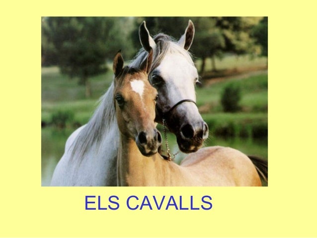 ELS CAVALLS