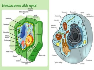Los cazadores de microbios 1