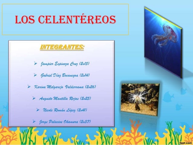 Los celentéreos