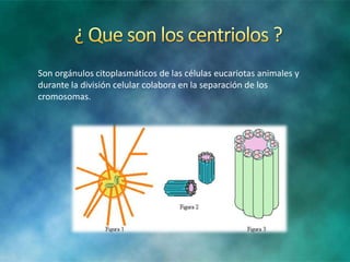 Son orgánulos citoplasmáticos de las células eucariotas animales y
durante la división celular colabora en la separación de los
cromosomas.