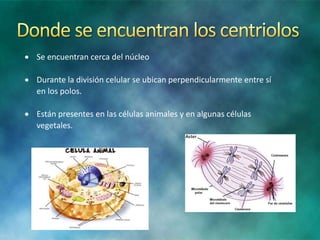  Se encuentran cerca del núcleo
Durante la división celular se ubican perpendicularmente entre sí
en los polos.
Están presentes en las células animales y en algunas células
vegetales.