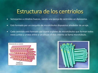  Semejantes a cilindros huecos, siendo una pareja de centriolos un diplosoma.
Está formado por un conjunto de microtúbulos dispuestos alrededor de un eje.
Cada centriolo está formado por nueve tripletes de microtúbulos que forman todos
estos juntos y unidos entre sí un círculo el más interno se llama microtúbulo.