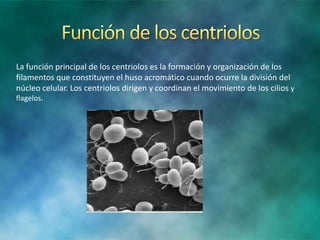 La función principal de los centriolos es la formación y organización de los
filamentos que constituyen el huso acromático cuando ocurre la división del
núcleo celular. Los centriolos dirigen y coordinan el movimiento de los cilios y
flagelos.