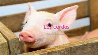 Los cerdos
Medicina Veterinaria y Zootecnia
 