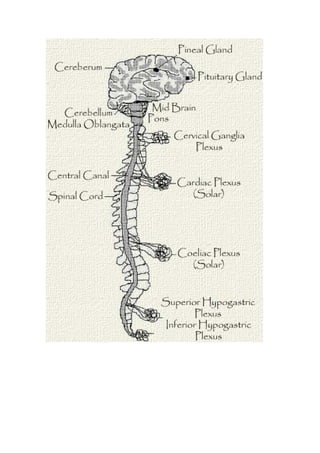 Los chakras