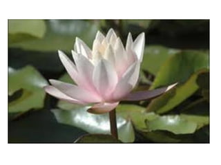 Los chicos de 4ºB   botanico