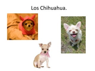 Los Chihuahua.
 