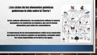 ¡ Los ciclos de los elementos químicos
gobiernan la vida sobre la Tierra !
En las cadenas alimentarias, los productores utilizan la materia
inorgánica y la convierten en orgánica, que será la fuente
alimenticia para todos los consumidores.
La importancia de los descomponedores radica en la conversión
que hacen de la materia orgánica en inorgánica, actuando sobre
los restos depositados en la tierra y las aguas.
 