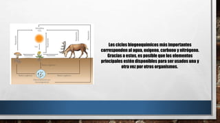 Los ciclos biogeoquímicos más importantes
corresponden al agua, oxígeno, carbono y nitrógeno.
Gracias a estos, es posible que los elementos
principales estén disponibles para ser usados una y
otra vez por otros organismos.
 