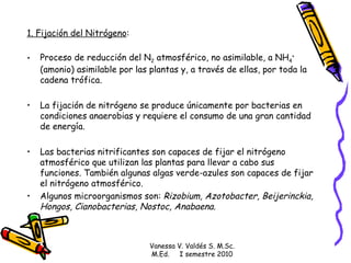 1. Fijación del Nitrógeno :   Proceso de reducción del N 2  atmosférico, no asimilable, a NH 4 +  (amonio) asimilable por las plantas y, a través de ellas, por toda la cadena trófica. La fijación de nitrógeno se produce únicamente por bacterias en condiciones anaerobias y requiere el consumo de una gran cantidad de energía. Las bacterias nitrificantes son capaces de fijar el nitrógeno atmosférico que utilizan las plantas para llevar a cabo sus funciones. También algunas algas verde-azules son capaces de fijar el nitrógeno atmosférico.    Algunos microorganismos son:  Rizobium, Azotobacter, Beijerinckia, Hongos, Cianobacterias, Nostoc, Anabaena. Vanessa V. Valdés S. M.Sc. M.Ed.  I semestre 2010 