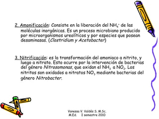 2. Amonificación :  Consiste en la liberación del NH 4 +  de las moléculas inorgánicas. Es un proceso microbiano producido por microorganismos ureolíticos y por especies que posean desaminasas. ( Clostridium y Acetobacter ) 3. Nitrificación : es la transformación del amoniaco a nitrito, y luego a nitrato. Esto ocurre por la intervención de bacterias del género  Nitrosomonas , que oxidan el NH 3  a NO 2 . Los nitritos son oxidados a nitratos NO 3  mediante bacterias del género  Nitrobacter .  Vanessa V. Valdés S. M.Sc. M.Ed.  I semestre 2010 