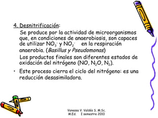 4. Desnitrificación : Se produce por la actividad de microorganismos que, en condiciones de anaerobiosis, son capaces de utilizar NO 3 -  y NO 2 -  en la respiración anaerobia. ( Basillus y Pseudomonas ) Los productos finales son diferentes estados de oxidación del nitrógeno (NO, N 2 O, N 2 ). Este proceso cierra el ciclo del nitrógeno: es una reducción desasimiladora. Vanessa V. Valdés S. M.Sc. M.Ed.  I semestre 2010 