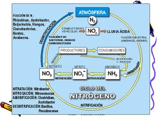 Vanessa V. Valdés S. M.Sc. M.Ed.  I semestre 2010 