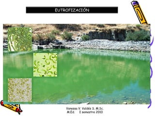 Vanessa V. Valdés S. M.Sc. M.Ed.  I semestre 2010 EUTROFIZACIÓN 