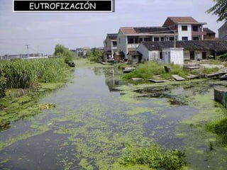 Vanessa V. Valdés S. M.Sc. M.Ed.  I semestre 2010 EUTROFIZACIÓN 
