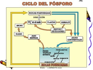 Vanessa V. Valdés S. M.Sc. M.Ed.  I semestre 2010 