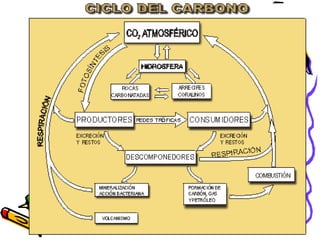 Vanessa V. Valdés S. M.Sc. M.Ed.  I semestre 2010 