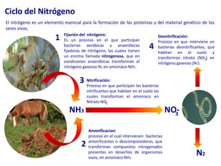 Ciclo del Nitrógeno El nitrógeno es un elemento esencial para la formación de las proteínas y del material genético de los seres vivos.1Fijación del  nitrógeno:Es un proceso en el que participan bacterias aeróbicas y anaeróbicas fijadoras de nitrógeno, las cuales tienen un enzima llamada nitrogenasa, que en condiciones anaeróbicas transforman el nitrógeno gaseoso N2 en amoniaco NH3.Desnitrificación:Proceso en que interviene en bacterias desnitrificantes, que habitan en el suelo y transforman nitrato (NO-) en nitrógeno gaseoso (N2).433Nitrificación:Proceso en que participan las bacterias  nitrificantes que habitan en el suelo las cuales transforman el amoniaco en Nitrato NO-3NH3NO-3Amonificacion: proceso en el cual intervienen  bacterias amonificantes o descomponedoras, que transforman compuestos nitrogenados presentes en desechos de organismos vivos, en amoniaco NH32N2