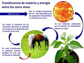 Transferencia de materia y energía entre los seres vivosQue la energía proveniente del sol , esta disponible para los organismos fotosintéticos o  autótrofos en un 2%.Sabemos queDe Las moléculas sintetizadas por las plantas, los heterótrofos obtienen energía.Por ende, la eficiencia de los autótrofos determina la cantidad de energía que se disponible para los demás seres vivos.En cada transferencia se producen grandes pérdidas de calor que es liberado al ambiente