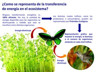 ¿Como se representa de la transferencia de energía en el ecosistema?Ninguna transformación energética es 100% eficiente. Por eso, la cantidad de energía disponible para los organismos va disminuyendo a medida que esta se transfiere entre distintos organismos.Comprendimos queLos distintos niveles tróficos, como los productores o consumidores, pueden ser representados por Pirámides Ecológicas Energía disminuyeRepresentación grafica que muestra la energía, la biomasa o el numero de organismos existente en cada nivel trófico. Energía disminuye