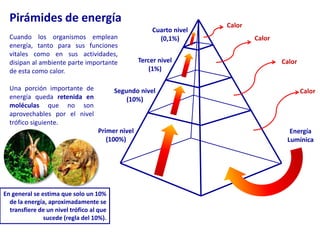 Pirámides de energíaCalorCuarto nivel (0,1%)Cuando los organismos emplean energía, tanto para sus funciones vitales como en sus actividades, disipan al ambiente parte importante de esta como calor.CalorTercer nivel (1%)CalorUna porción importante de energía queda retenida en moléculas que no son aprovechables por el nivel trófico siguiente.Segundo nivel(10%)CalorPrimer nivel(100%)Energía LumínicaEn general se estima que solo un 10% de la energía, aproximadamente se transfiere de un nivel trófico al que sucede (regla del 10%).