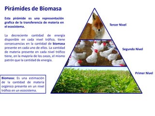 Pirámides de BiomasaEsta pirámide es una representación grafica de la transferencia de materia en el ecosistema.Tercer NivelLa decreciente cantidad de energía disponible en cada nivel trófico, tiene consecuencias en la cantidad de biomasa presente en cada uno de ellos. La cantidad de materia presente en cada nivel trófico tiene, en la mayoría de los casos, el mismo patrón que la cantidad de energía.Segundo NivelPrimer NivelBiomasa: Es una estimación de la cantidad de materia orgánico presente en un nivel trófico en un ecosistema.