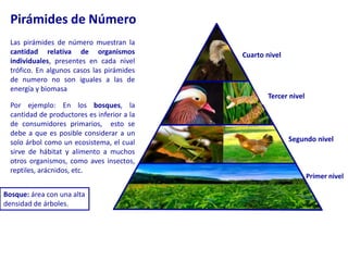 Pirámides de NúmeroLas pirámides de número muestran la cantidad relativa de organismos individuales, presentes en cada nivel trófico. En algunos casos las pirámides de numero no son iguales a las de energía y biomasaCuarto nivel Tercer nivel Por ejemplo: En los bosques, la cantidad de productores es inferior a la de consumidores primarios,  esto se debe a que es posible considerar a un solo árbol como un ecosistema, el cual sirve de hábitat y alimento a muchos otros organismos, como aves insectos, reptiles, arácnidos, etc. Segundo nivelPrimer nivelBosque: área con una alta densidad de árboles.