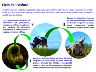 Ciclo del FosforoEl fosforo es muy importante para los seres vivos, ya que forma parte de los ácidos nucléicos, proteínas, moléculas que almacenan energía y aquellas que forman sus membranas. Ademas constituye minerales que forman los huesos.Cuando los organismos mueren, los descomponedores devuelven los fosfatos inorgánicos al suelo, donde nuevamente quedan disponibles  para los productoresLos consumidores primarios al alimentarse de productores, incorporan fosfatos inorgánicos. Así, mediante las relaciones alimentarias, el fosforo transita a través de la tramas tróficas.23Las rocas contienen fosforo, en forma de fosfato inorgánico, el cual liberan al suelo, mediante procesos erosivos. Este fosfato es incorporado desde el suelo por los productores, quienes lo usan para la formación de moléculas orgánicas.1