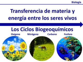 Biología  Transferencia de materia y energía entre los seres vivos Los Ciclos Biogeoquímicos Oxigeno            Nitrógeno               Carbono            Fosforo 