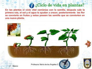 ¿Ciclo de vida en plantas?
En las plantas el ciclo vital comienza con la semilla, después sale la
primera raíz, el sol y e...