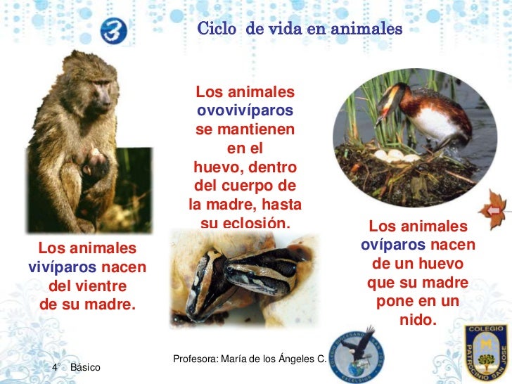Animales viviparos definicion para niños Imagui