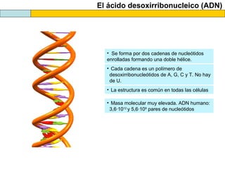 El ácido desoxirribonucleico (ADN)

• Se forma por dos cadenas de nucleótidos
enrolladas formando una doble hélice.
• Cada cadena es un polímero de
desoxirribonucleótidos de A, G, C y T. No hay
de U.
• La estructura es común en todas las células
• Masa molecular muy elevada. ADN humano:
3,6·1012 y 5,6·109 pares de nucleótidos

 