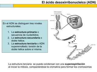 El ácido desoxirribonucleico (ADN)

En el ADN se distinguen tres niveles
estructurales:
1. La estructura primaria o
secuencia de nucleótidos.
2. La estructura secundaria o
doble hélice.
3. La estructura terciaria o ADN
superenrollado: torsión de la
doble hélice sobre sí misma.

La estructura terciaria se puede condensar con una superespirilación
al iniciar la mitosis, compactándose la cromatina para formar los cromosomas

 