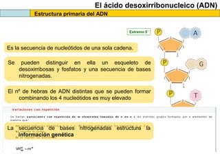 El ácido desoxirribonucleico (ADN)
Estructura primaria del ADN
Extremo 5’

Es la secuencia de nucleótidos de una sola cadena.
Se

pueden distinguir en ella un esqueleto de
desoxirribosas y fosfatos y una secuencia de bases
nitrogenadas.

El nº de hebras de ADN distintas que se pueden formar
combinando los 4 nucleótidos es muy elevado
5,6·109 pares de nucleótidos humanos → 45600000000 tipos de ADN distintos

La secuencia de bases nitrogenadas estructura la
información genética
Extremo 3’

 
