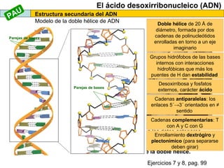 AU
P

El ácido desoxirribonucleico (ADN)
Estructura secundaria del ADN
Modelo de la doble hélice de ADN

Parejas de bases

Doble hélice de 20 Å de
diámetro, formada por dos
cadenas de polinucleótidos
enrolladas en torno a un eje
imaginario
Grupos hidrófobos de las bases
internos con interacciones
hidrofóbicas que más los
puentes de H dan estabilidad

Parejas de bases

Desoxirribosa y fosfatos
externos, carácter ácido
Cadenas antiparalelas: los
enlaces 5´→3´ orientados en ≠
sentido
Cadenas complementarias: T
con A y C con G

Basándose en los datos anteriores,

Enrollamiento dextrógiro y
plectonímico (para separarse
J. Watson y F. Crick elaboraron, en 1953,
deben girar)

el modelo de la doble hélice.

Ejercicios 7 y 8, pag. 99

 