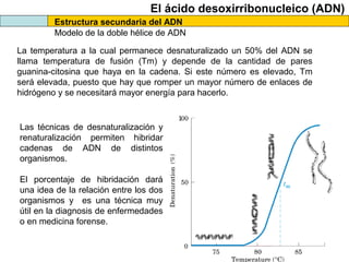 El ácido desoxirribonucleico (ADN)
Estructura secundaria del ADN
Modelo de la doble hélice de ADN
La temperatura a la cual permanece desnaturalizado un 50% del ADN se
llama temperatura de fusión (Tm) y depende de la cantidad de pares
guanina-citosina que haya en la cadena. Si este número es elevado, Tm
será elevada, puesto que hay que romper un mayor número de enlaces de
hidrógeno y se necesitará mayor energía para hacerlo.

Las técnicas de desnaturalización y
renaturalización permiten hibridar
cadenas de ADN de distintos
organismos.
El porcentaje de hibridación dará
una idea de la relación entre los dos
organismos y es una técnica muy
útil en la diagnosis de enfermedades
o en medicina forense.

 