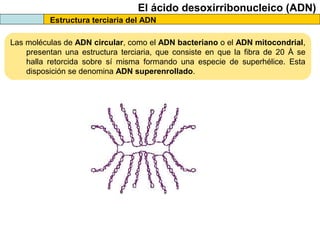 El ácido desoxirribonucleico (ADN)
Estructura terciaria del ADN
Las moléculas de ADN circular, como el ADN bacteriano o el ADN mitocondrial,
presentan una estructura terciaria, que consiste en que la fibra de 20 Å se
halla retorcida sobre sí misma formando una especie de superhélice. Esta
disposición se denomina ADN superenrollado.

 