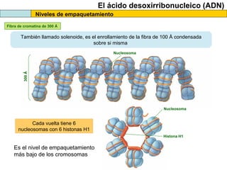 El ácido desoxirribonucleico (ADN)
Niveles de empaquetamiento
Fibra de cromatina de 300 Å

También llamado solenoide, es el enrollamiento de la fibra de 100 Å condensada
sobre si misma

300 Ǻ

Nucleosoma

Nucleosoma

Cada vuelta tiene 6
nucleosomas con 6 histonas H1
Histona H1

Es el nivel de empaquetamiento
más bajo de los cromosomas

 