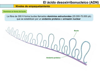 El ácido desoxirribonucleico (ADN)
Niveles de empaquetamiento
Dominios en forma de bucle

La fibra de 300 Å forma bucles llamados dominios estructurales (20.000-70.000 pb)
que se estabilizan por un andamio proteico o armazón nuclear

Bucle

Andamio proteico

 