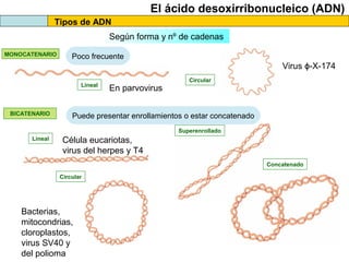 El ácido desoxirribonucleico (ADN)
Tipos de ADN
Según forma y nº de cadenas
MONOCATENARIO

Poco frecuente

Lineal

BICATENARIO

En parvovirus

Virus ɸ-X-174
Circular

Puede presentar enrollamientos o estar concatenado
Superenrollado

Lineal

Célula eucariotas,
virus del herpes y T4
Concatenado
Circular

Bacterias,
mitocondrias,
cloroplastos,
virus SV40 y
del polioma

 
