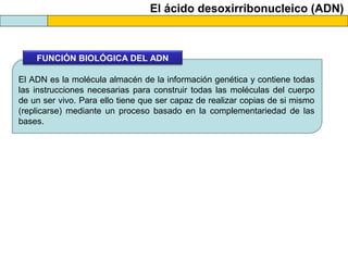 El ácido desoxirribonucleico (ADN)

FUNCIÓN BIOLÓGICA DEL ADN
El ADN es la molécula almacén de la información genética y contiene todas
las instrucciones necesarias para construir todas las moléculas del cuerpo
de un ser vivo. Para ello tiene que ser capaz de realizar copias de si mismo
(replicarse) mediante un proceso basado en la complementariedad de las
bases.

 