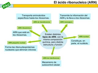 El ácido ribonucleico (ARN)

AU
P
Transporta aminoácidos
específicos hasta los ribosomas.
ARN de transferencia

Transmite la información del
ADN y la lleva a los ribosomas
ARN mensajero

ARN ribosómico

ARN que está en
los ribosomas.

ARN pequeño nuclear

Existen distintos
tipos de ARN, con la
misma composición
química, pero distinta
estructura y función

Forma las ribonucleoproteínas
nucleares que eliminan intrones

ARN de interferencia

Mecanismo de
autocontrol celular

ARN nuclear

Constituye, en
parte, el nucléolo.

 
