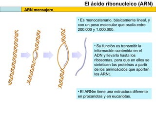 El ácido ribonucleico (ARN)
ARN mensajero
• Es monocatenario, básicamente lineal, y

con un peso molecular que oscila entre
200.000 y 1.000.000.

• Su función es transmitir la

información contenida en el
ADN y llevarla hasta los
ribosomas, para que en ellos se
sinteticen las proteínas a partir
de los aminoácidos que aportan
los ARNt.

• El ARNm tiene una estructura diferente

en procariotas y en eucariotas.

 