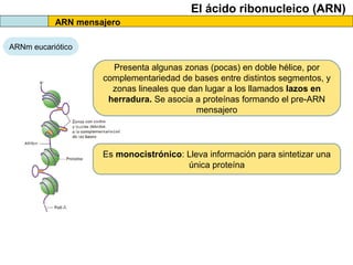 El ácido ribonucleico (ARN)
ARN mensajero
ARNm eucariótico

Presenta algunas zonas (pocas) en doble hélice, por
complementariedad de bases entre distintos segmentos, y
zonas lineales que dan lugar a los llamados lazos en
herradura. Se asocia a proteínas formando el pre-ARN
mensajero

Es monocistrónico: Lleva información para sintetizar una
única proteína

 