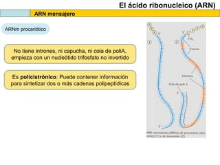 El ácido ribonucleico (ARN)
ARN mensajero
ARNm procariótico

No tiene intrones, ni capucha, ni cola de poliA,
empieza con un nucleótido trifosfato no invertido
Es policistrónico: Puede contener información
para sintetizar dos o más cadenas polipeptídicas

 